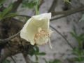 02 fleur de baobab